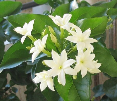 My Dream Nursery Night Bloom Jasmine Plant(Hybrid, Pack of 1)