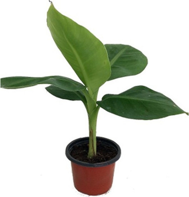 FasanGreen Banana Plant(Hybrid, Pack of 1)