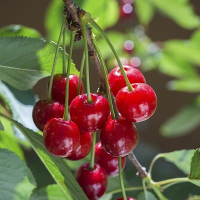 Zomoloco Cherry Fruit Plant(Hybrid, Pack of 1)