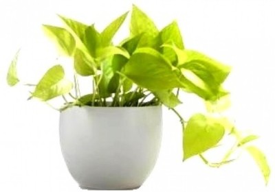 K,M.GREEN Money Plant(Hybrid, Pack of 1)