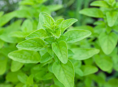 Paudha Marjoram Plant Seed(30 per packet)