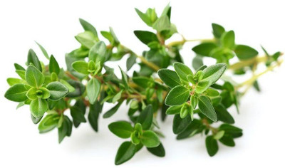 XOLDA Thyme Seed(61 per packet)