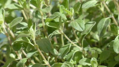 Paudha Marjoram Plant Seed(30 per packet)