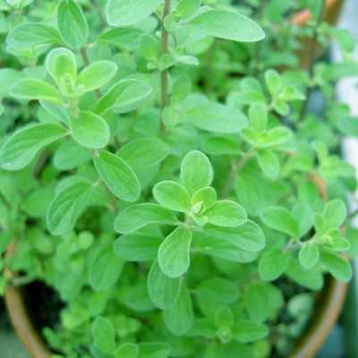 XOLDA Marjoram Plant Seed(55 per packet)