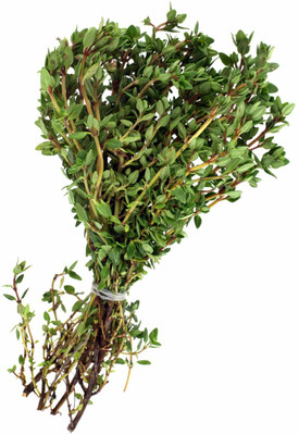 XOLDA Thyme Seed(56 per packet)