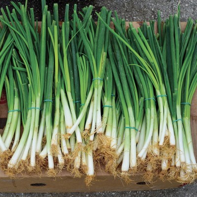 XOLDA Organic Bunching Onion Seed(92 per packet)