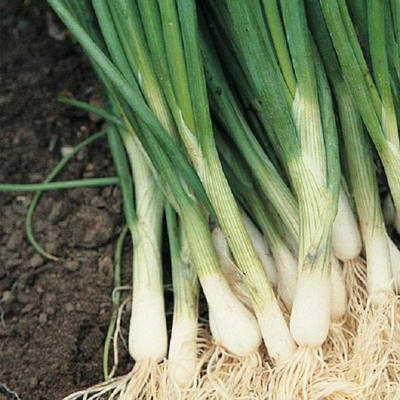 Paudha Bunching Onion Seed(51 per packet)