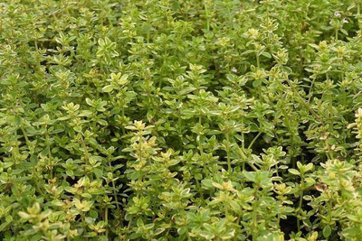 XOLDA Thyme Seed(15 per packet)