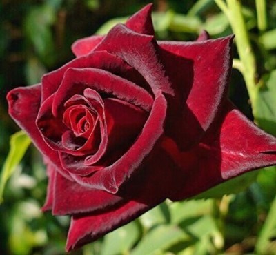 Earth Angels Rose Plant(Hybrid, Pack of 1)