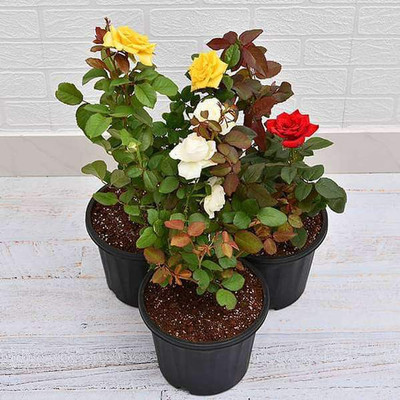 FSK Rose Plant(Hybrid, Pack of 1)