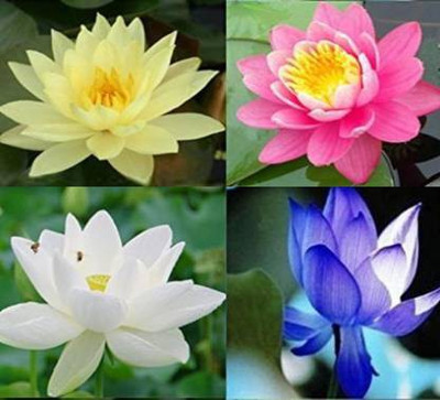 ROSEMERC 4 variety colour lotus (5 each) 20 seeds Seed(20 per packet)