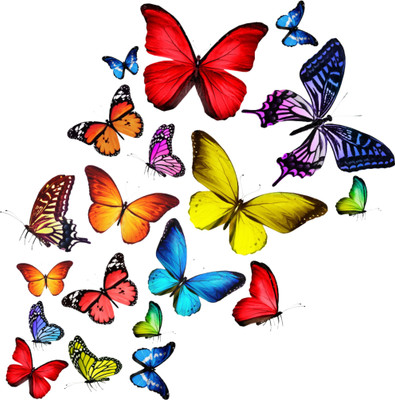 wildartcreation 77 cm Beautiful decorative wall colorful butterflies multicolor decorative wall stick Self Adhesive Sticker(Pack of 1)