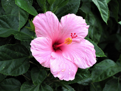AquinnahGaden Hibiscus Plant(Hybrid, Pack of 1)