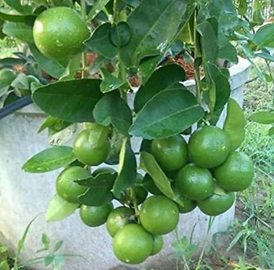 ROYAL NURSERY Lemon Plant(Hybrid, Pack of 1)