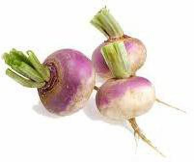LYRS Safed Salgam Turnip Seed 100 SEED Seed(100 per packet)