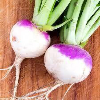 LYRS Exotic White Turnip Salgam Seed 10 SEED Seed(10 per packet)