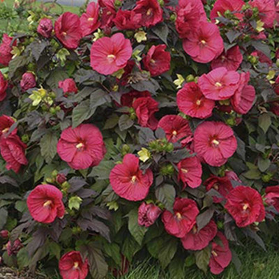 Aquinnah Graden Hibiscus Plant(Hybrid, Pack of 1)