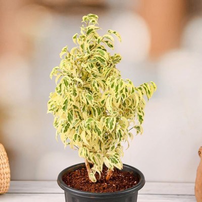 Saeedia plant hub Ficus Plant(Hybrid, Pack of 1)