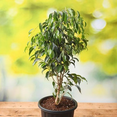 Saeedia plant hub Ficus Plant(Hybrid, Pack of 1)