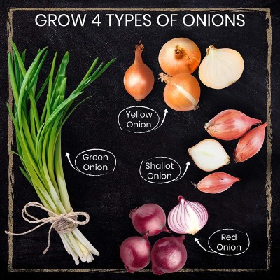 VNR fresh onion vegetable hybrid seeds 1-packet Seed(50 per packet)