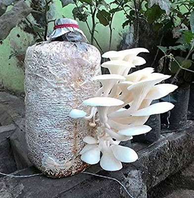 grenfel Oyster Mushroom 400GM +(2 pp bag) Spawn/Seeds CO2 Variety + free Medicine kit Seed(400 g)