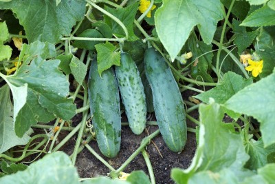 VNR fresh cucumber vegetable hybrid seeds 1-packet Seed(85 per packet)