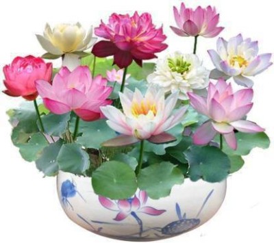 FRESHO Rainbow Lotus Flower 20 Seeds Eco Pack, Auatic Plant Water Lilies Bowl Lotus Seed(20 per packet)