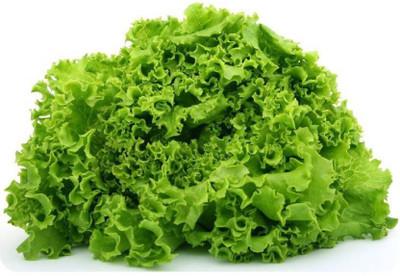 Crapulous Lettuce Curly Hybrid Seed(22 per packet)