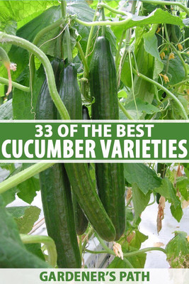 Greenry fresh cucumber vegetable hybrid seeds 1-packet Seed(85 per packet)