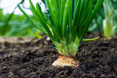 FRESHO fresh onion vegetable hybrid seeds 1-packet Seed(20 per packet)