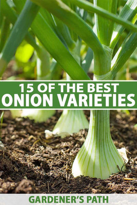 FRESHO fresh onion vegetable hybrid seeds 1-packet Seed(20 per packet)