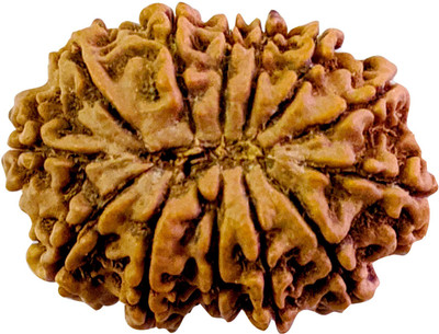 Shiv Kripa Rudraksha Kendra 13 Mukhi Rudraksha Nepali Wood Locket