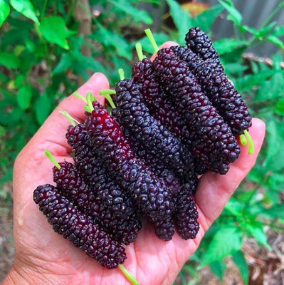 rmd Mulberry (shahatoot) 30 Per Packet Seed(30 per packet)