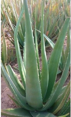 JAZEERA Aloe Vera Plant(Hybrid, Pack of 1)