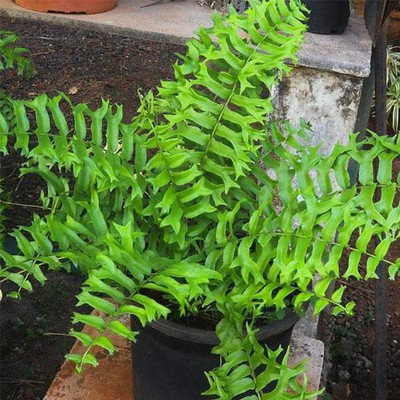 Saeedia plant hub Fern Plant(Hybrid, Pack of 1)