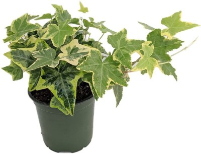 Bahan Ivy Plant(Hybrid, Pack of 1)