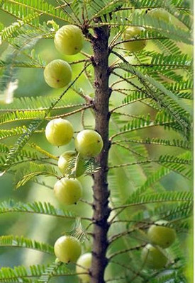 Aquinnah Amla Plant(Hybrid, Pack of 1)