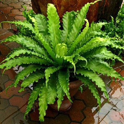 Saeedia plant hub Fern Plant(Hybrid, Pack of 1)