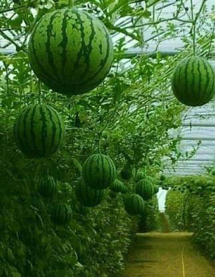 MAA Watermelon, Tarbooz Seed(150 per packet)