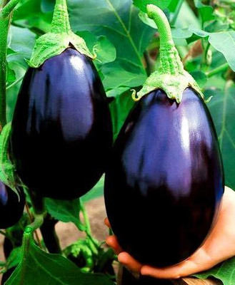 CYBEXIS NBIR-42 - Brinjal Big Gajraj F1 Hybrid - (1350 Seeds) Seed(1350 per packet)