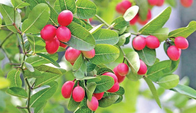 PB HONEY PRIYA PLNTS Cherry Fruit Plant(Hybrid, Pack of 1)