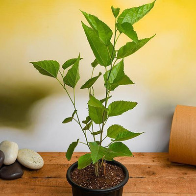 My Dream Nursery Shahtoot/Mulberry Plant(Hybrid, Pack of 1)