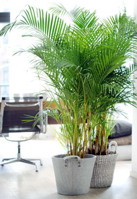 Corofitam Areca Palm(Hybrid, Pack of 1)