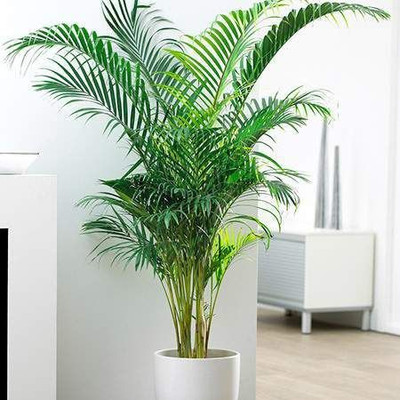 Heaven Of Saplings Areca Palm(Hybrid, Pack of 1)