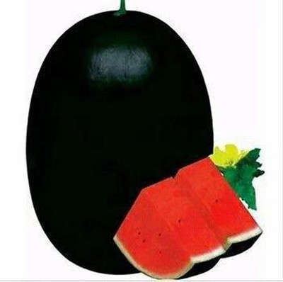 Profound F1 Hybrid Icebox Watermelon Seeds, pack of 100 seeds Seed(100 per packet)