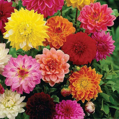 XOLDA Dahlia Hybrid Flower Seed(10 per packet)