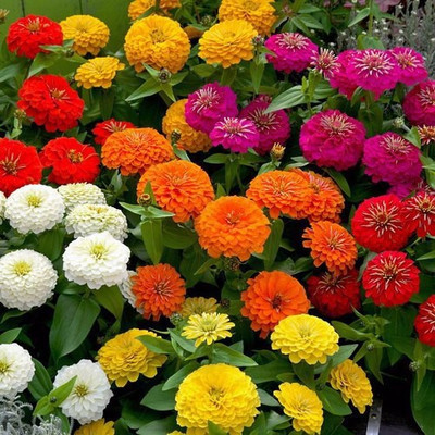 PLANTZON Zinnia Hybrid Flower Seed(10 per packet)