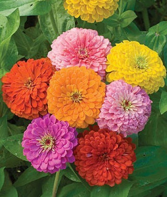 Paudha Zinnia Hybrid Flower Seed(32 per packet)