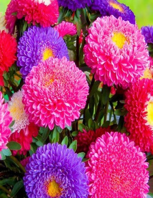 XOLDA Aster Hybrid Flower Seed(37 per packet)