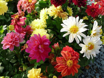Paudha Dahlia Double Figaro Seed(26 per packet)